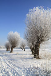 Bild mit Bäume, Winter, Schnee, Baum, Baum, Weihnachten, Saale, sachsen anhalt, Salzlandkreis, Saaleaue