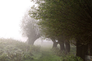 Bild mit Bäume, Herbst, Nebel, Baum, Landschaft, Weide, Kopfweiden, Jahreszeit, kopfweide, sachsen anhalt