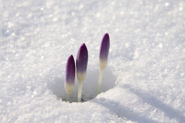 Bild mit Schnee, Blumen, Lila, Violett, Frühling, Wiese, Krokusse, frühblüher, frühjahr, Krokus