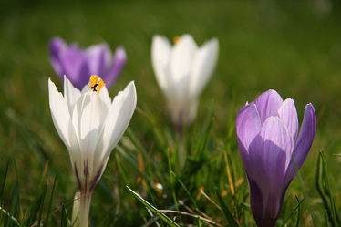 Bild mit Blumen, Weiß, Lila, Frühling, Wiese, frühblüher, Krokus, frühlingsblüher
