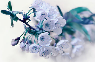 Bild mit Blumen, Weiß, Frühling, Blau, Türkis, Blume, Makro, Blumen und Pflanzen, blüte, zart, Zweige, Zweig, baumblüte, frühlingsblüte