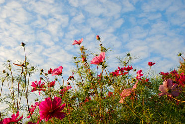 Bild mit Natur, Grün, Himmel, Wolken, Blumen, Sommer, Blume, Pflanze, Wiese, Park, Bunt, cosmea, Blüten, garten, blüte, pink, blumenwiese