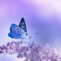 Bild mit Tiere, Blumen, Lila, Violett, Insekten, Blau, Schmetterlinge, Tier, Blume, Schmetterling, Insekt