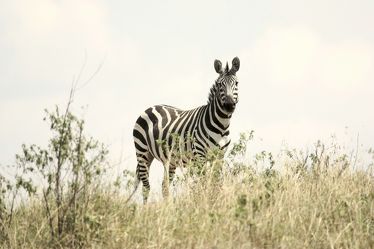Bild mit Tiere, Natur, Tier, Afrika, Zebra, Zebras, Zebraherde, safari