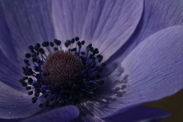 Lila Blüten  Bild 4049