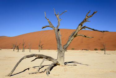 Bild mit Wüste