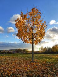 Bild mit Orange, Gelb, Himmel, Bäume, Herbst, Wald, Baum, Bunt, Herbststimmung, Jahreszeit
