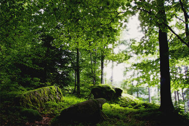 Bild mit Grün, Bäume, Wald, Märchenwald, Laubwald, Zauberwald, Moos, schwarzwald, granitblöcke, findlinge