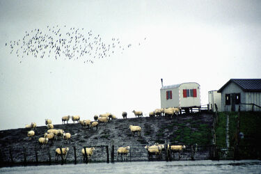 Schafe auf kleiner Nordseeinsel