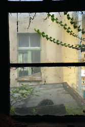 Görlitz - Mattes Fenster mit Efeuranke