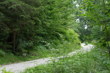 Bild mit Natur, Grün, Pflanzen, Bäume, Sommer, Wald, Baum, Waldweg, Spaziergang, Schotter, Oberbayern, Wirtschaftsweg