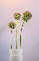 Bild mit Natur, Makroaufnahme, Blume, Pflanze, Studio, nahaufnahme, Wachstum, Sternskabiose, gold grün, Shot