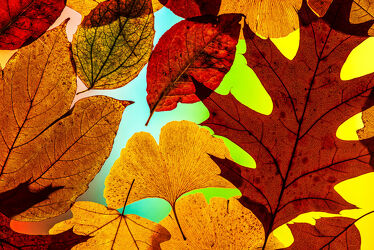 Bunte Blätter im Herbst