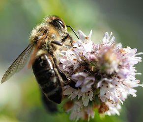 Bild mit Biene, Honig, Honigbiene