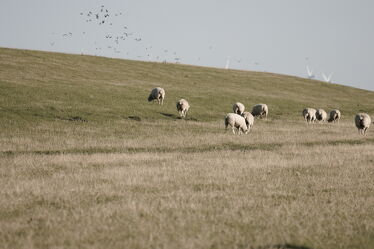 Bild mit Gräser, Dämme und Deiche, Schafe