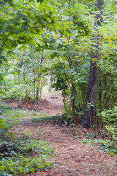 Bild mit Grün, Wald, Weg, Waldweg, Blätter, Laubwald, Wandern, spazieren, Laub, Herbstlaub