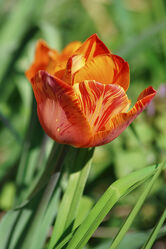 Tulpenmuster