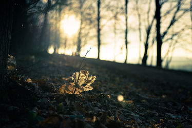 Bild mit Natur, Landschaften, Herbst, Sonnenuntergang, Wald, Blätter, Görlitz, Herbstblätter, Lichteffekt