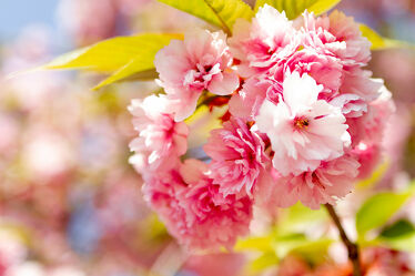 Bild mit Natur, Baum, Kirschblüten, obstblüten, nahaufnahme, romantisch, Kirschblüte, Sanft