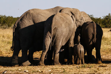 Bild mit Natur, Elephant, Elefanten, Wildtiere, Herde, familie, namibia, Wasserloch