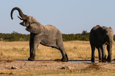 Bild mit Natur, Elephant, Elefanten, Wildtiere, Herde, familie, namibia, Wasserloch
