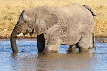 Bild mit Natur, Elefant, Afrika, Wildtier, namibia, Wasserloch