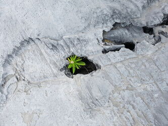 Bild mit Natur, Felsen, Stein, Pflanze, Irland, Gestein, Inishmore