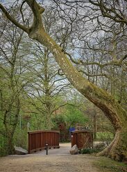 Bild mit Grün, Bäume, Frühling, Weg, Steine, Park, Holzbrücke