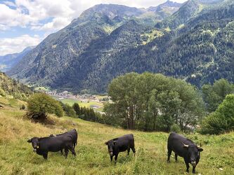 Bild mit Tiere, Berge und Hügel, Weiden und Wiesen, Kühe