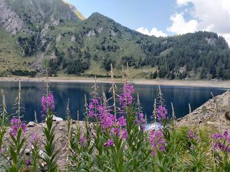 Bild mit Natur, Blumen, Bergsee, See, Bergwelten, aussicht