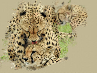 Bild mit Katzen, Afrika, safari, Kenia, Kenya, Geparden, Grosskatzen, Katzenwäsche, lieben, Zuneigung