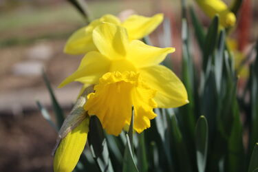 Bild mit Gelb, Frühling, osterglocke, Gelbe Narzisse