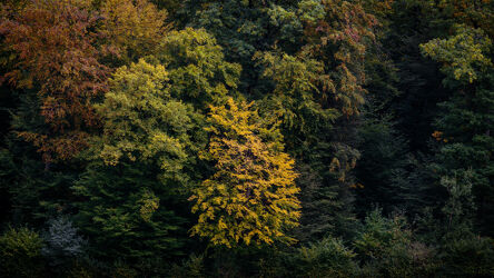 Bild mit Farben, Gelb, Grün, Rot, Herbst, Wald, Baum, Märchenwald, Schweiz