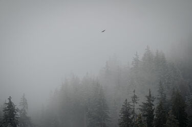 Bild mit Winter, Wolken, Vögel, Nebel, Wald, berg, Schweiz, Interlaken