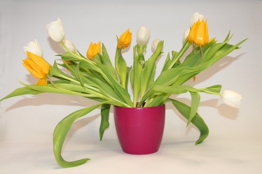 Bild mit Gegenstände, Natur, Pflanzen, Blumen, Töpfe, Sträuße, Bluemstrauß, Tulpe, Tulips, Tulpen, Tulpenstrauß, Strauß Tulpen, gelbe Tulpe, weiße Tulpen, Tulipa, Tulpen in einer rötlichen Vase vor hellem Hintergrund