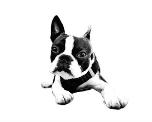 Bild mit Tiere, Hunde, Tier, Hund, Dog, Lebewesen, Boston Terrier, FCI anerkannte Hunderasse aus den USA, Bosti, Boston Terriers, Rassehunden, Hunderasse Boston, Kleine doggenartige Hunde, Familienhund, Hundebild, Haushund, schwarz weiß