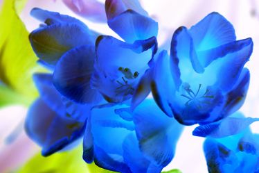 Bild mit Farben, Natur, Pflanzen, Pflanzen, Blumen, Blau, Blume, Pflanze, Tulpe, Tulips, Tulpen, Tulipa, Tulip
