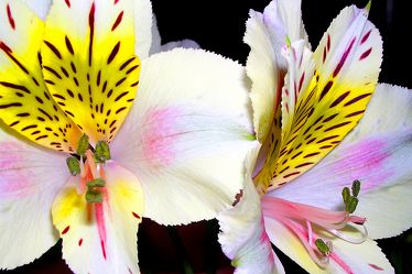 Bild mit Farben, Gelb, Natur, Pflanzen, Blumen, Weiß, Rosa, Orchideen, Orchidee, Orchid, Orchids, Orchideengewächse, Orchidaceae