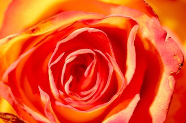 Bild mit Farben, Orange, Natur, Pflanzen, Blumen, Pfirsiche, Rosa, Rot, Rosen, Kamelien, Rose, Makro Rose