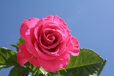 sky rose