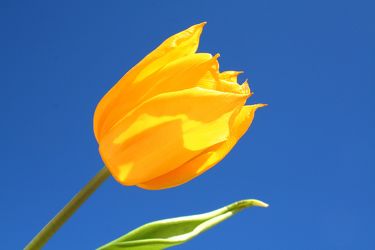 Bild mit Farben, Gelb, Gelb, Natur, Pflanzen, Himmel, Blumen, Blumen, Blume, Pflanze, Tulpe, Tulips, Tulpen, gelbe Tulpe, Tulipa, Flower, Flowers, Tulip, gelbe Tulpen, yellow tulip, yellow tulips, yellow
