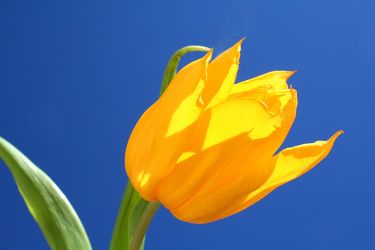 Bild mit Natur, Pflanzen, Blumen, Blumen, Blume, Pflanze, Tulpe, Tulips, Tulpen, gelbe Tulpe, Tulipa, Flower, Flowers, Tulip, gelbe Tulpen, yellow tulip, yellow tulips, yellow