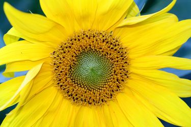 Bild mit Gelb, Gegenstände, Natur, Pflanzen, Lebensmittel, Essen, Blumen, Korbblütler, Sonnenblumen, Blume, Flower, Flowers, Sonnenblume, Sunflower, Sunflowers