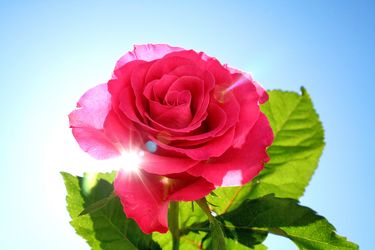 Sunshoine Rose