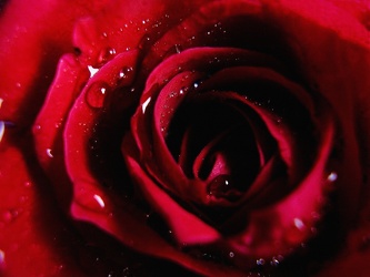Wet romantic Rose 2